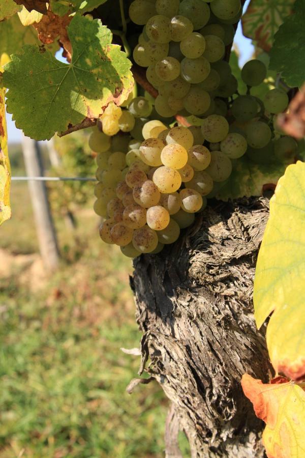 Bio-Weingut, Gaestehaus Und Kraeuterhof Flomborn Exteriér fotografie